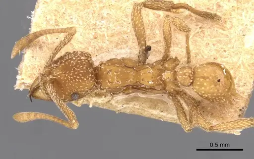 Myrmicocrypta foreli specimen