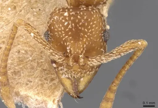 Myrmicocrypta foreli specimen