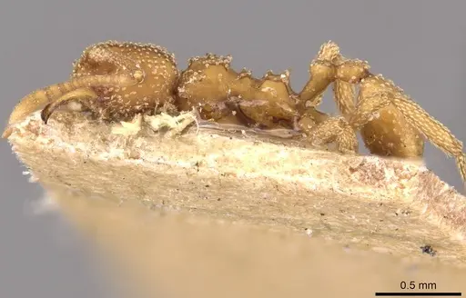 Myrmicocrypta foreli specimen