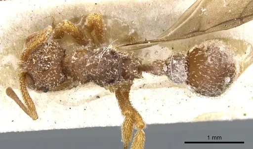 Myrmicocrypta rudiscapa specimen