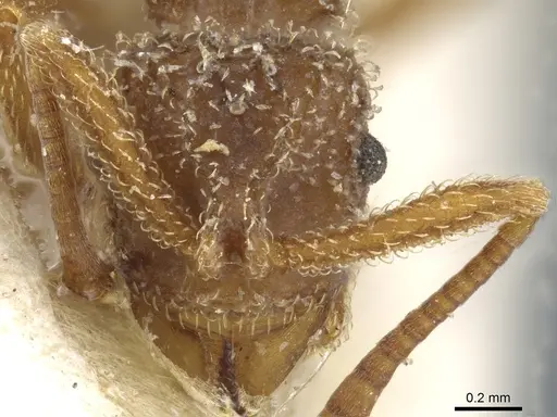 Myrmicocrypta rudiscapa specimen