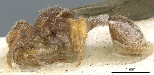 Myrmicocrypta rudiscapa specimen