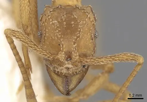 Myrmicocrypta spinosa specimen
