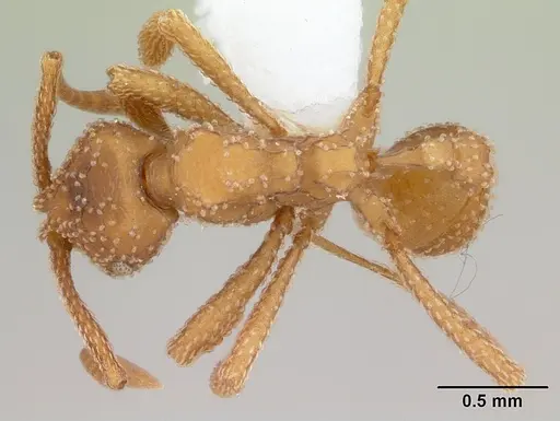 Myrmicocrypta squamosa specimen
