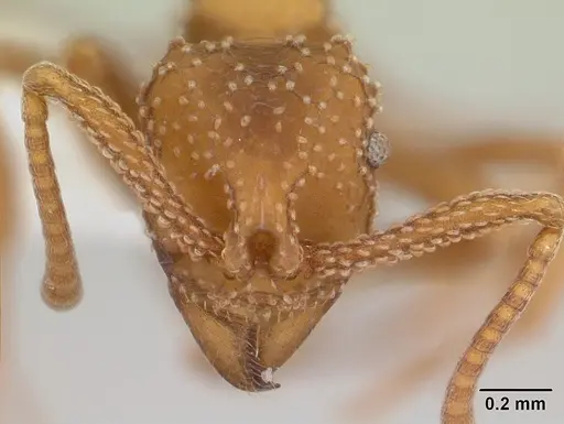 Myrmicocrypta squamosa specimen