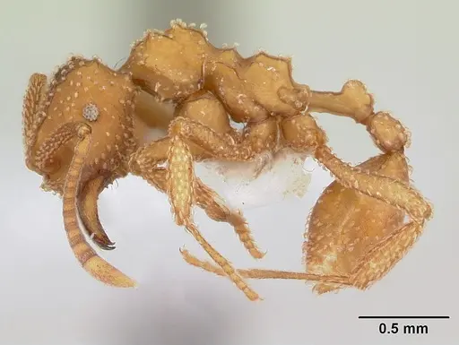 Myrmicocrypta squamosa specimen