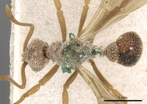 Myrmicocrypta squamosa - CASENT0901680