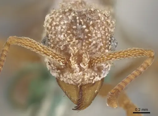 Myrmicocrypta squamosa - CASENT0901680