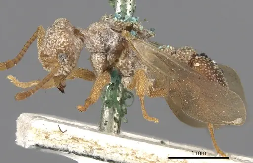 Myrmicocrypta squamosa - CASENT0901680