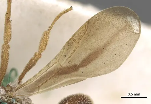 Myrmicocrypta squamosa - CASENT0901680