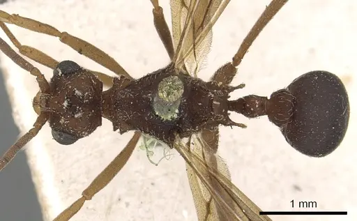 Myrmicocrypta squamosa - CASENT0901681