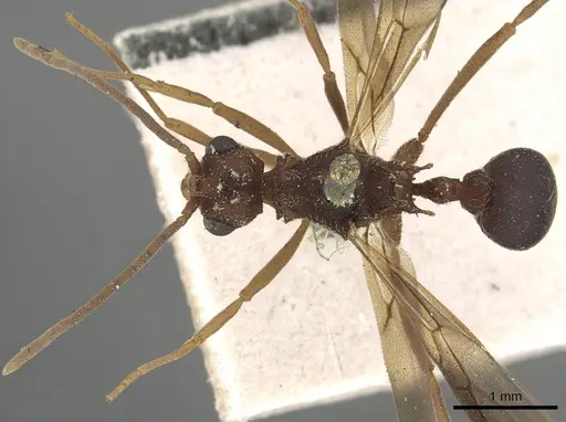 Myrmicocrypta squamosa - CASENT0901681