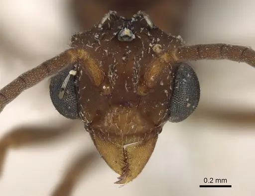 Myrmicocrypta squamosa - CASENT0901681