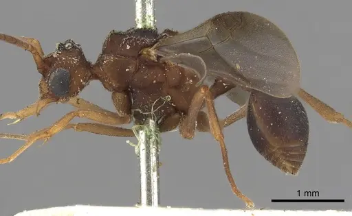 Myrmicocrypta squamosa - CASENT0901681