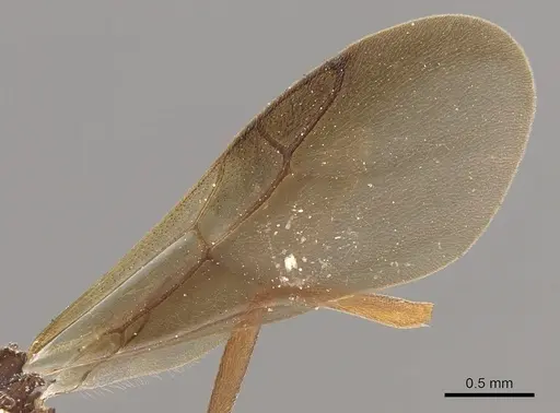 Myrmicocrypta squamosa - CASENT0901681