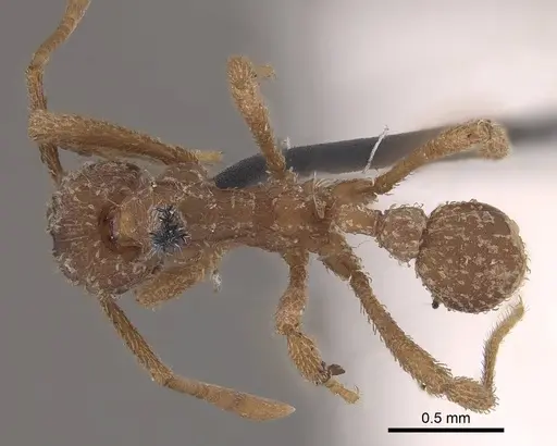Myrmicocrypta squamosa - CASENT0919606