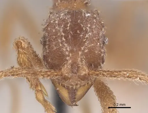 Myrmicocrypta squamosa - CASENT0919606