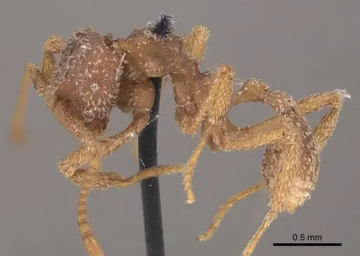 Myrmicocrypta squamosa - CASENT0919606