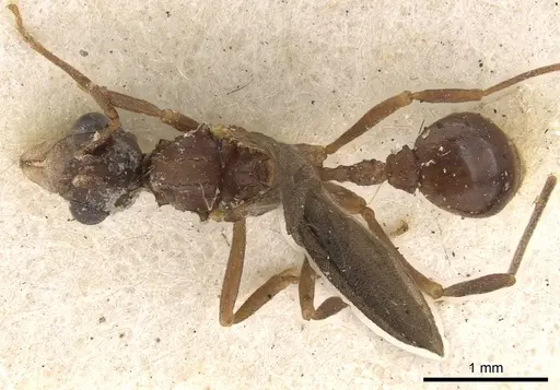 Myrmicocrypta subnitida specimen