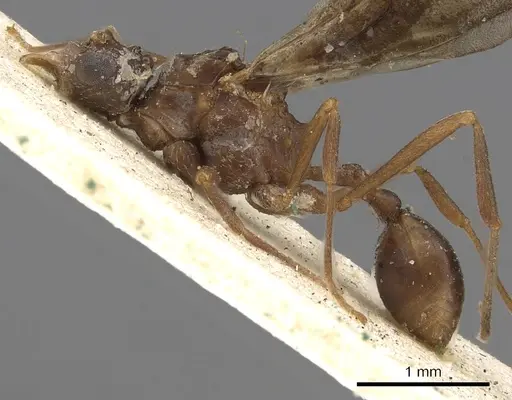Myrmicocrypta subnitida specimen
