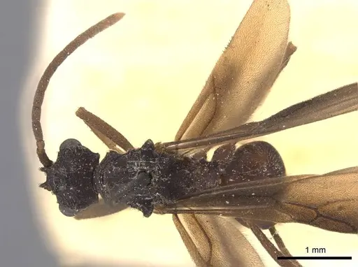 Myrmicocrypta triangulata specimen