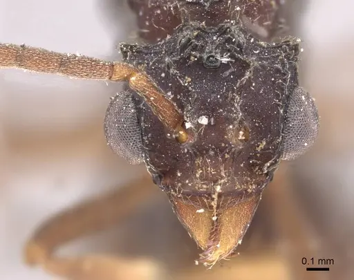 Myrmicocrypta triangulata specimen