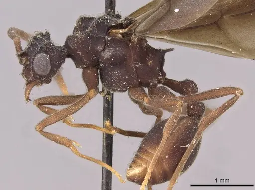 Myrmicocrypta triangulata specimen