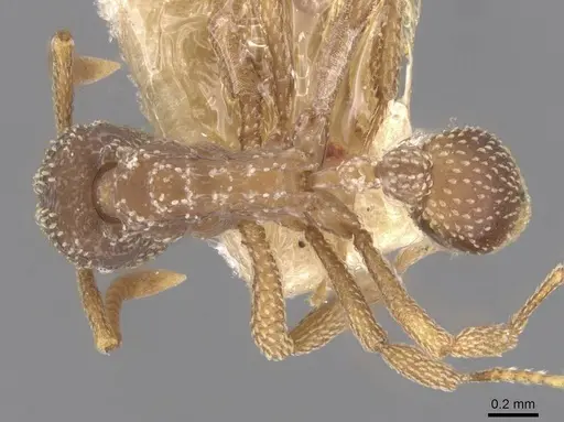 Myrmicocrypta urichi specimen