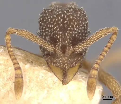 Myrmicocrypta urichi specimen