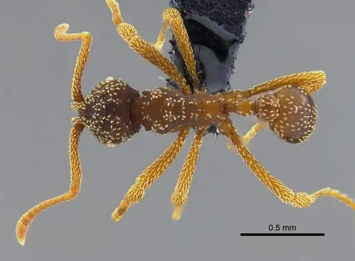 Myrmicocrypta urichi - CBUMAGENT41969
