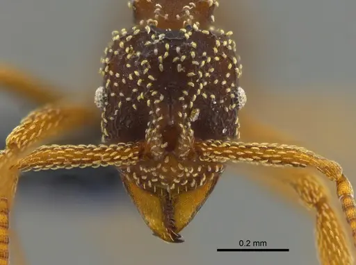 Myrmicocrypta urichi - CBUMAGENT41969