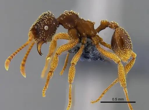 Myrmicocrypta urichi - CBUMAGENT41969