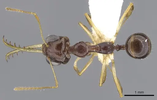 Myrmoteras arcoelinae specimen