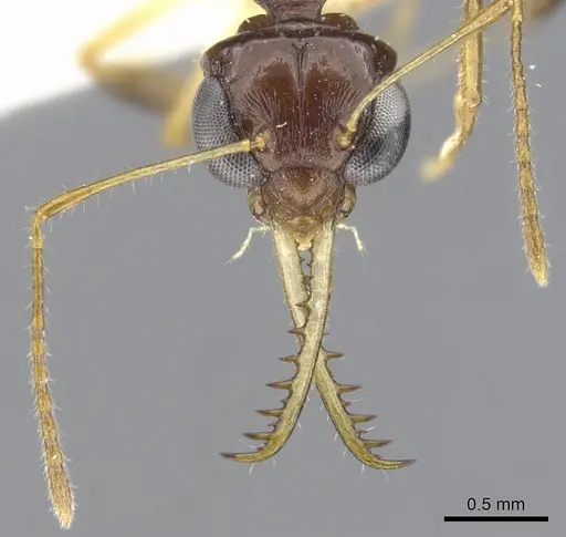 Myrmoteras arcoelinae specimen
