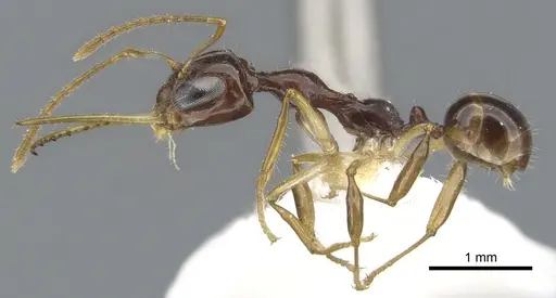 Myrmoteras arcoelinae specimen