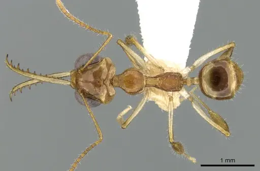 Myrmoteras bakeri specimen