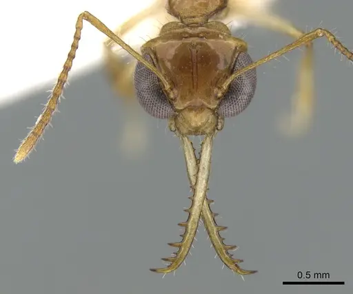 Myrmoteras bakeri specimen