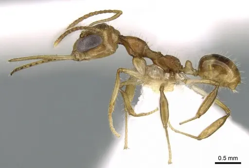 Myrmoteras bakeri specimen