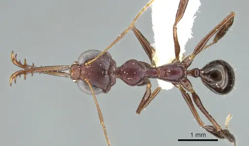 Myrmoteras barbouri specimen