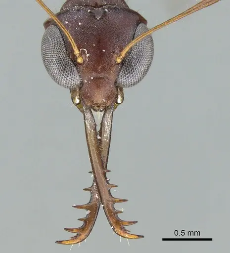 Myrmoteras barbouri specimen