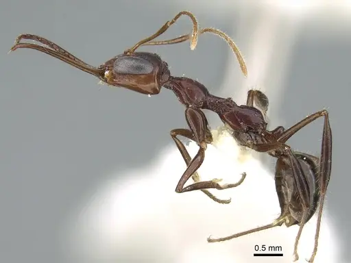 Myrmoteras barbouri specimen