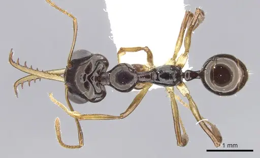 Myrmoteras baslerorum specimen