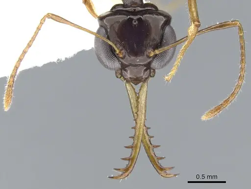 Myrmoteras baslerorum specimen