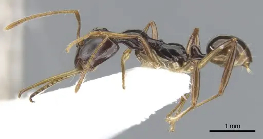 Myrmoteras baslerorum specimen