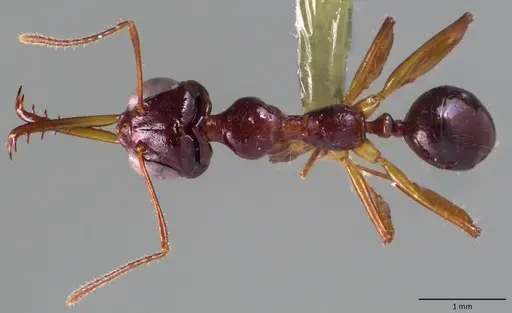 Myrmoteras binghamii specimen