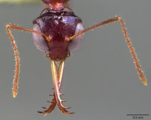 Myrmoteras binghamii specimen