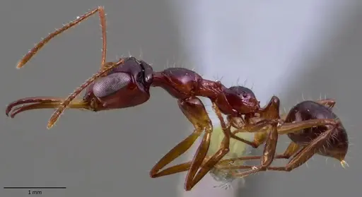 Myrmoteras binghamii specimen