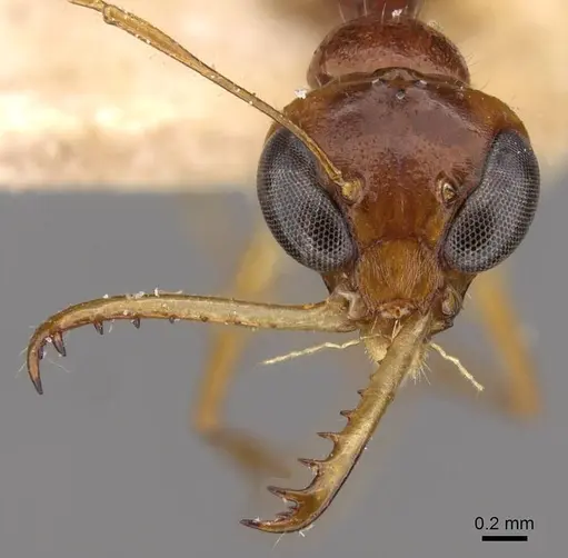 Myrmoteras binghamii - CASENT0909937