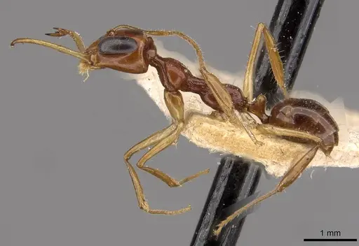 Myrmoteras binghamii - CASENT0909937