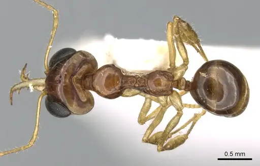 Myrmoteras brachygnathum specimen